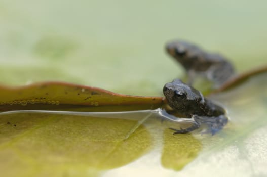 Young toad in water pond, Bufo bufo
