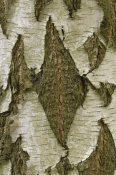 Birch tree trunk detail of bark, Betula