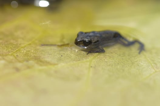 Young toad in water pond, Bufo bufo