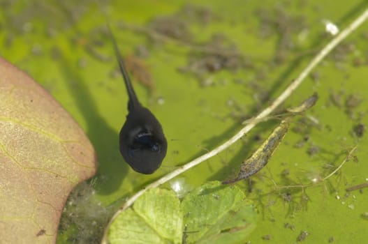 Young toad in water pond, Bufo bufo