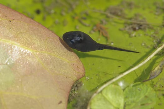 Young toad in water pond, Bufo bufo