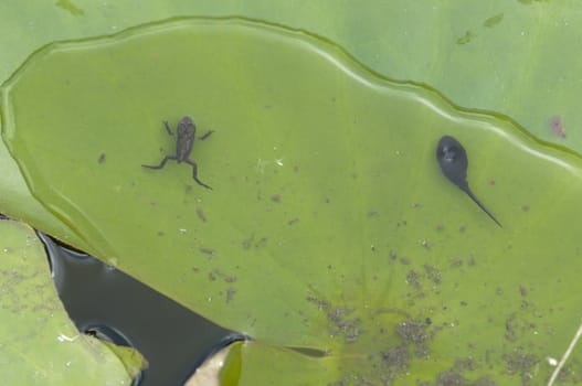 Young toad in water pond, Bufo bufo