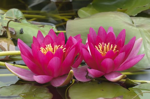 Nimphea flower on a pond in Summer
