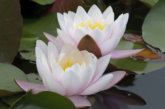 Nimphea flower on a pond in Summer