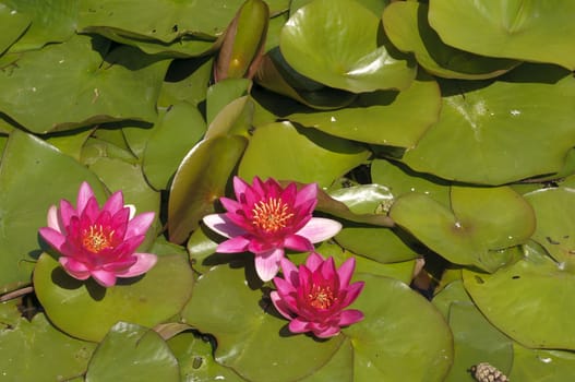 Nimphea flower on a pond in Summer