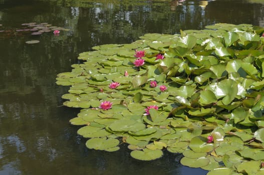 Nimphea flower on a pond in Summer