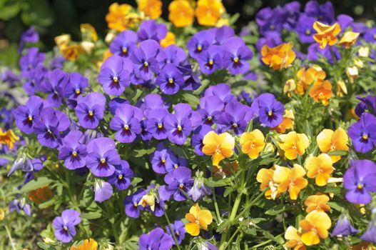 Group of orange and violet pansy flowers in full bloom