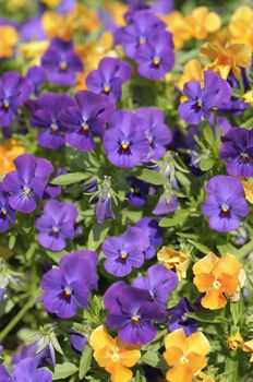 Group of orange and violet pansy flowers in full bloom