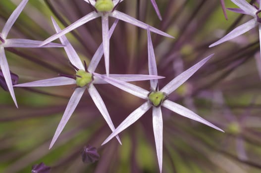 Star-shaped pink flowers in full Spring bloom