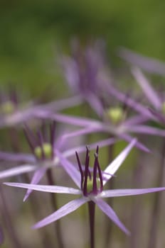 Star-shaped pink flowers in full Spring bloom