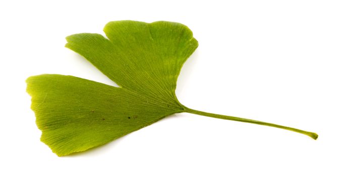 Ginkgo biloba on white background