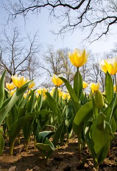 Cultivation of Darwin Hybrid Tulip Jaap Groot: yellow and white bicolor, perennial group