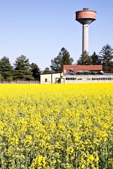 Water tower in a field of yellow flowers during spring season