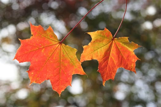 Two colourful autumn leaves with blurry background.