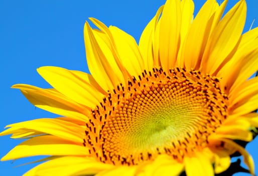 sun flower close up