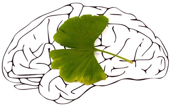 Ginkgo biloba