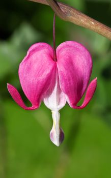 This image shows a macro from a bleeding heart