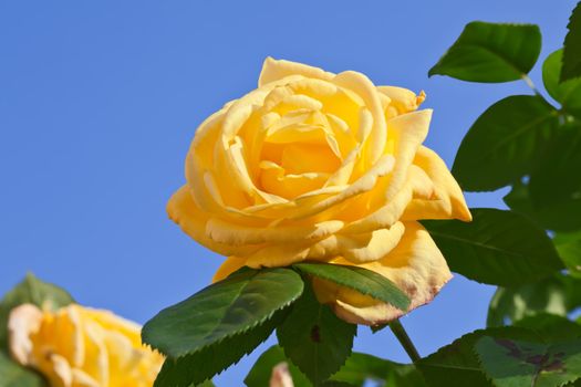 This image shows a macro from a yellow rose