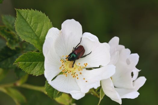 This image shows a hungry bug of a bloom