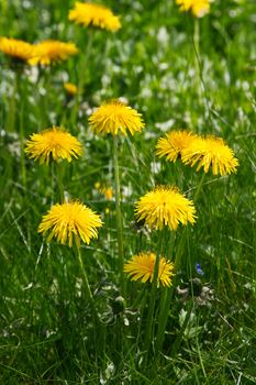 This image shows a group of dandelion