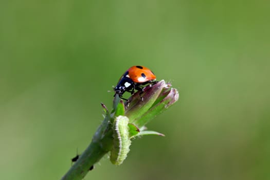 This image shows a macro from a ladybird with cankerworm