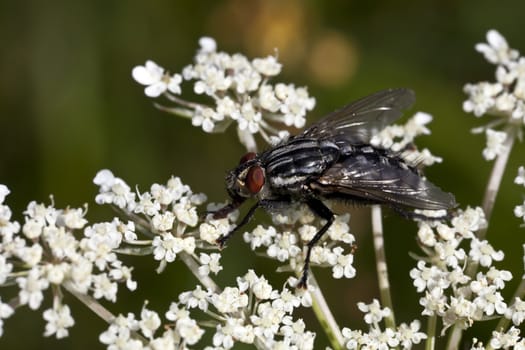This image shows a macro from a fat fly