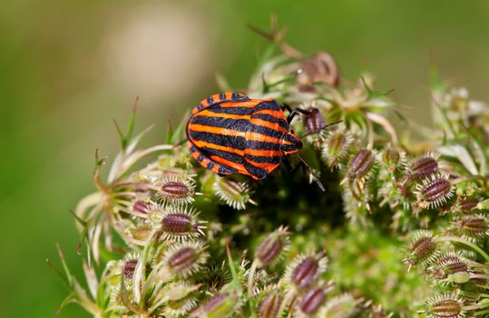 This image shows a striped bug of a plant