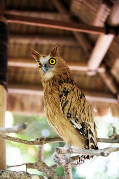 Portrait of an owl. Bali a zoo