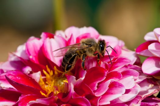 This image shows a macro from a working bee