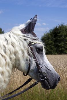 This image shows a portrait from a arabian horse