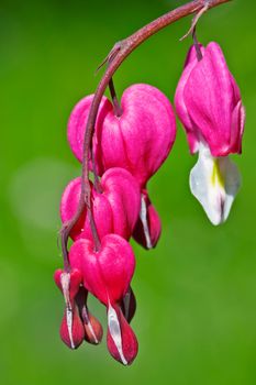 This image shows a macro from bleeding hearts