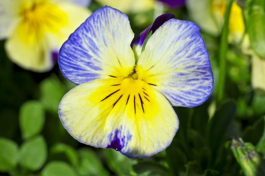 This image shows a macro from a blue pansy