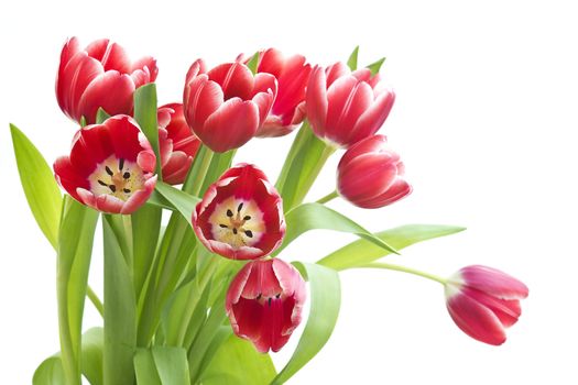 bouquet of fresh tulips