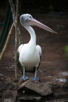 Pelican profile showing the pouched beak. Bali zoo. Indonesia