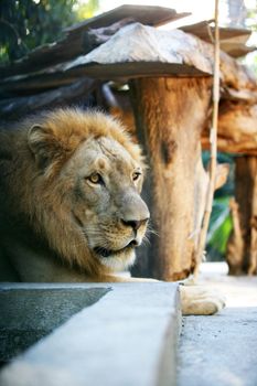 Big lion showing who is the king. Bali a zoo