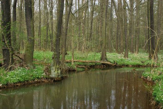 Trout brook Rossel in Saxony-Anhalt / Germany