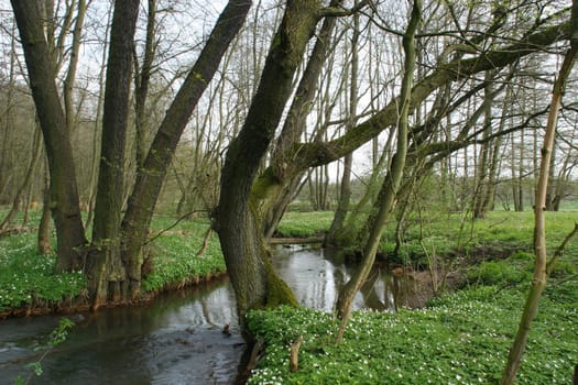 Trout brook Rossel in Saxony-Anhalt / Germany