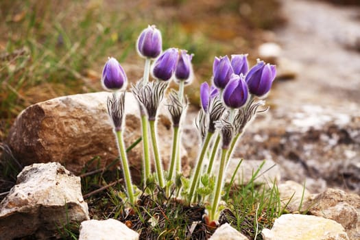 purple Pulsatilla grandis 