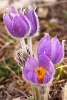 purple Pulsatilla grandis 