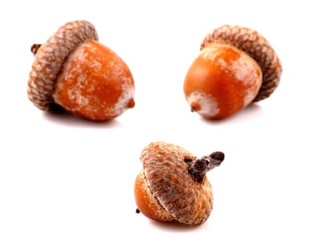 Acorn on a white background