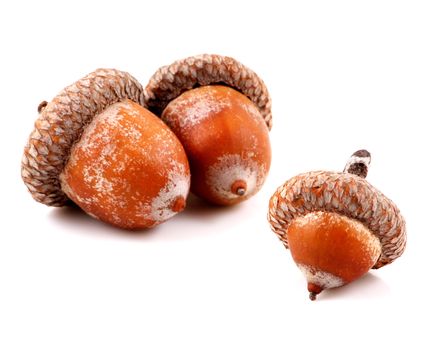 Acorn on a white background