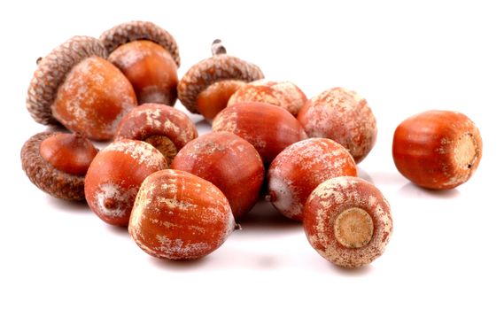 Acorn on a white background