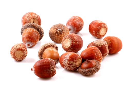Acorn on a white background