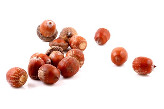 Acorn on a white background