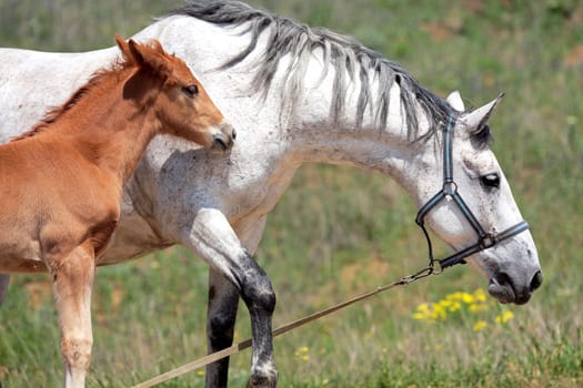 horse, a herd of horses, horse with foal