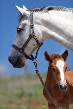 horse, a herd of horses, horse with foal
