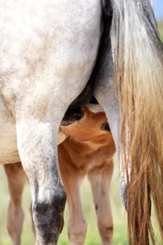 horse, a herd of horses, horse with foal