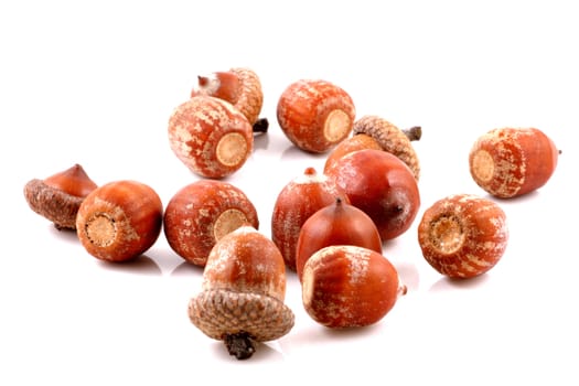 Acorn on a white background