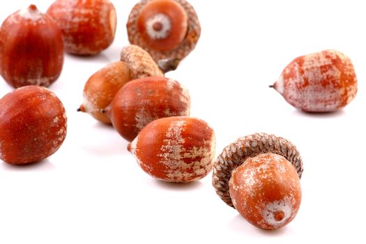 Acorn on a white background