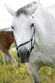 horse, a herd of horses, horse with foal